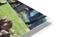 IMG 3866 HD Metal print