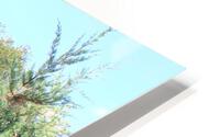 IMG 3851 HD Metal print