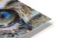 IMG 3832 HD Metal print