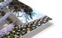 IMG 3878 HD Metal print