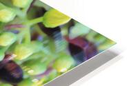 IMG 3858 HD Metal print