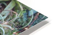 IMG 3857 HD Metal print