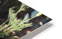 IMG 3991 HD Metal print