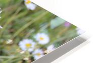 IMG 3995 HD Metal print