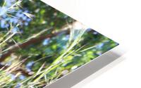IMG 3956 HD Metal print