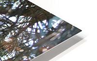 IMG 3961 HD Metal print