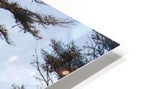 IMG 3920 HD Metal print