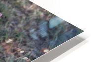 IMG 3966 HD Metal print