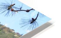 IMG 3945 HD Metal print