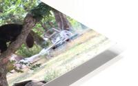 IMG 4192 HD Metal print