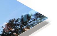 IMG 4207 HD Metal print