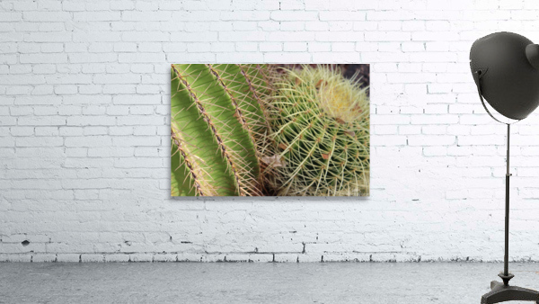 IMG 0895 Wall Preview