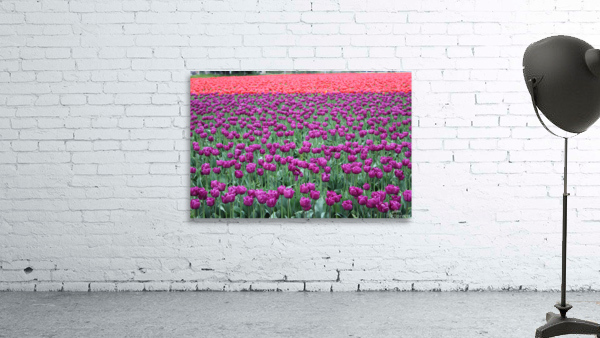 IMG 1413 Wall Preview