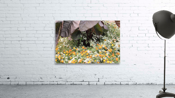 IMG 2592 Wall Preview