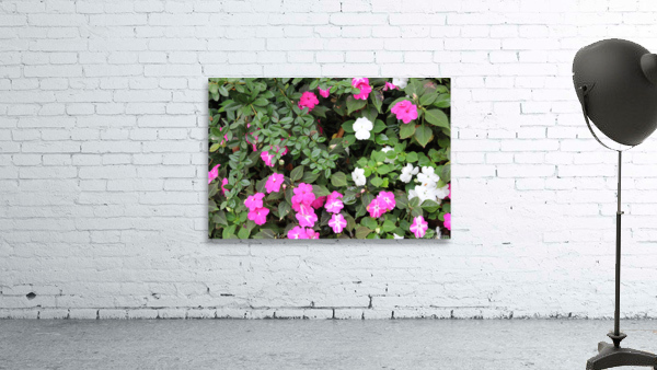IMG 2629 Wall Preview