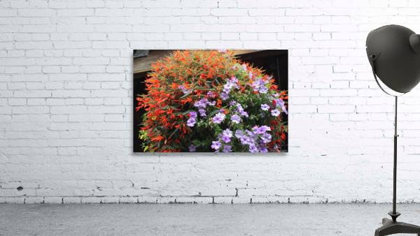IMG 2725 Wall Preview
