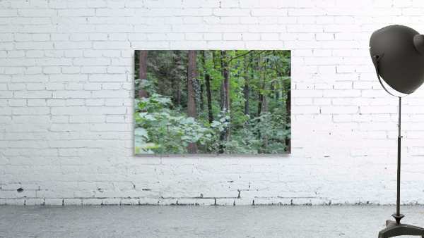 IMG 2744 Wall Preview