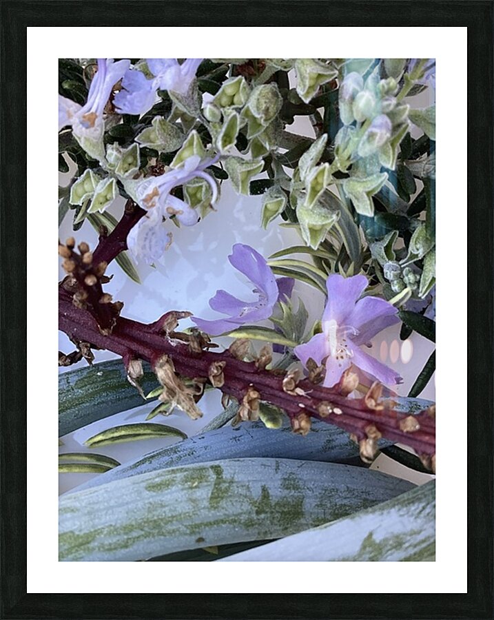 IMG 2787 Picture Frame print