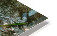 IMG 2618 September HD Metal print