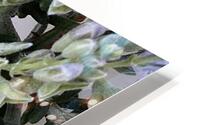 IMG 2787 HD Metal print