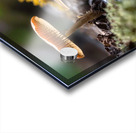 Dragonfly Reflections Acrylic print