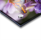 Red Eye Moth - Multi-Color Acrylic print