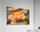 Lilly Pad No1 Acrylic Print