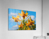 Yellow Bells Acrylic Print