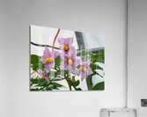 Flowers032 Acrylic Print