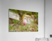 Flowers012 Acrylic Print
