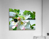 Flowers028 Acrylic Print
