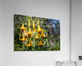 Flowers027 Acrylic Print