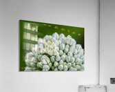 Flowers006 Acrylic Print