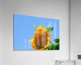Flowers008 Acrylic Print