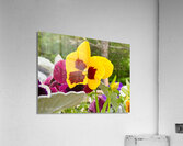 Flowers034 Acrylic Print