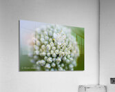 Flowers007 Acrylic Print