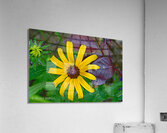 Flowers001 Acrylic Print