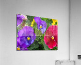 Flowers035 Acrylic Print