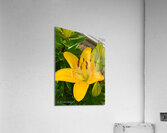 Flowers018 Acrylic Print