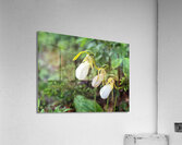 Flowers015 Acrylic Print