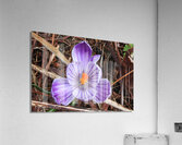 Flowers013 Acrylic Print