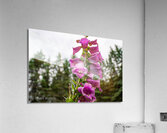Flowers011 Acrylic Print