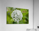 Flowers003 Acrylic Print