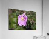 Flowers017 Acrylic Print
