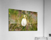 Flowers004 Acrylic Print