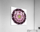 Mandala 019 Acrylic Print