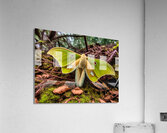 Luna Moth - Red Eye 2 Acrylic Print