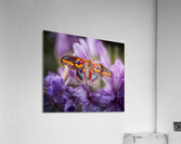 Red Eye Moth - Multi-Color Acrylic Print