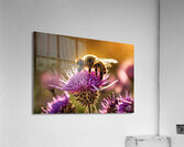 Thistle Bee Acrylic Print
