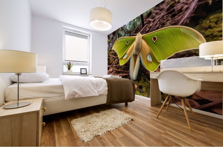 Luna Moth - Red Eye 2 Mural print
